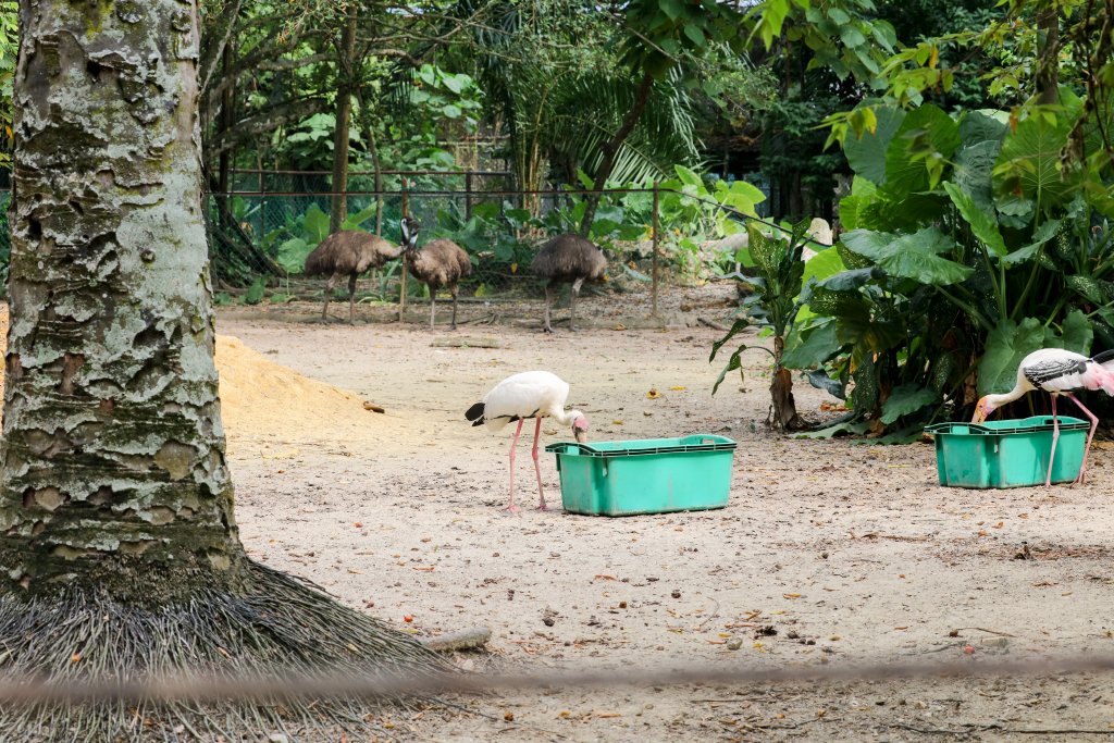 Wild Storks eating emu food