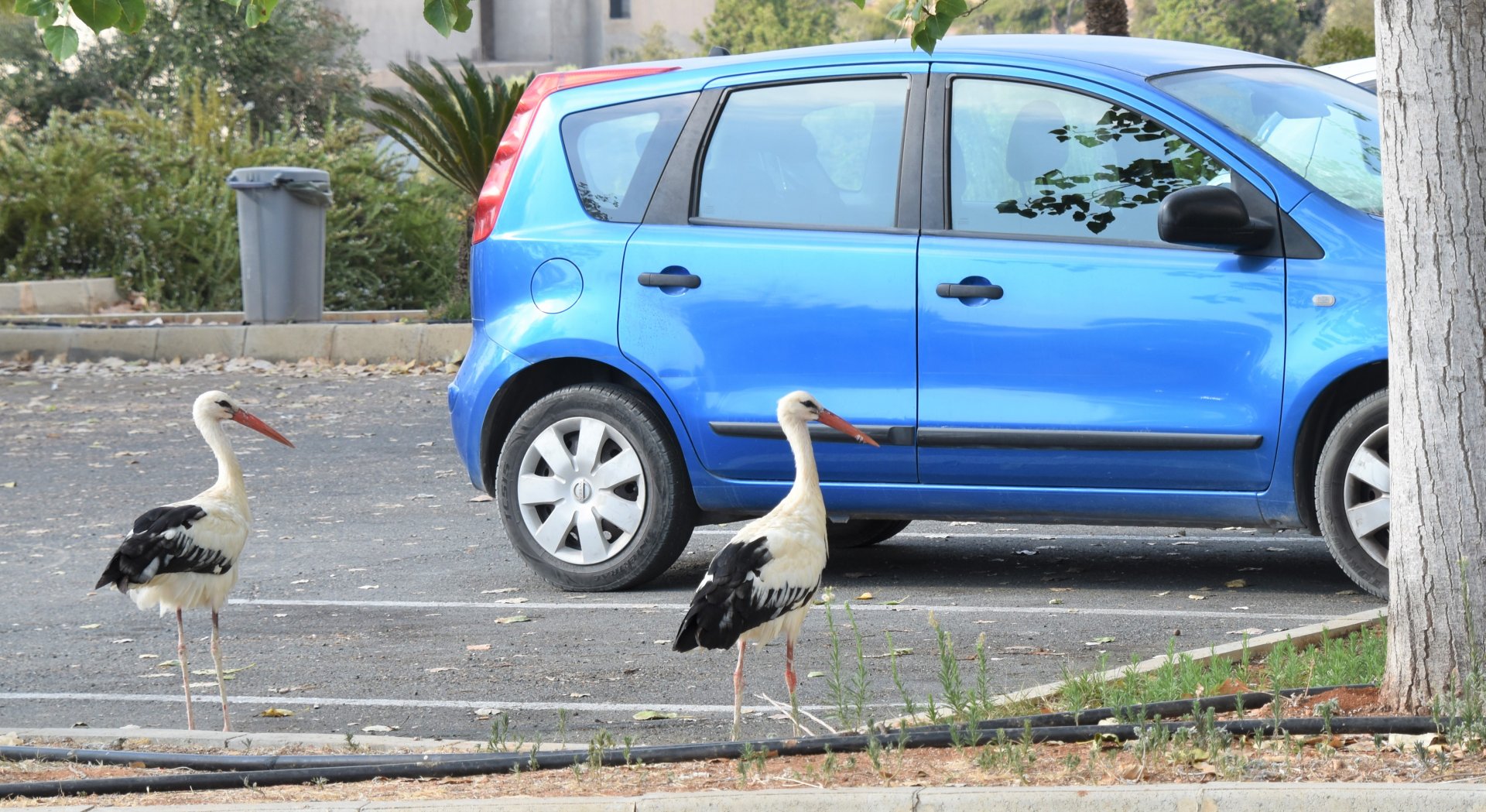 Wild storks in the parking lot