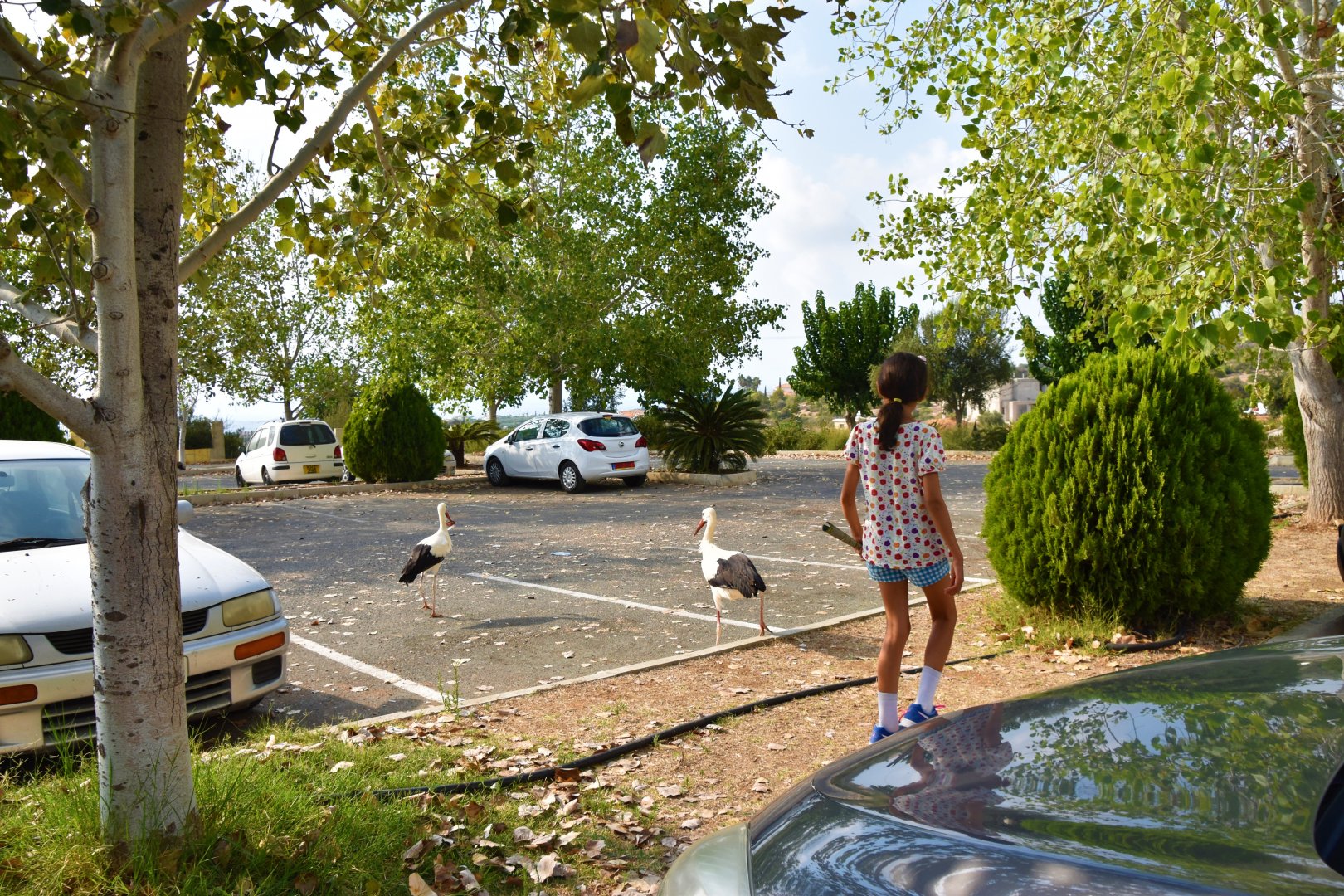 Wild storks in the parking lot