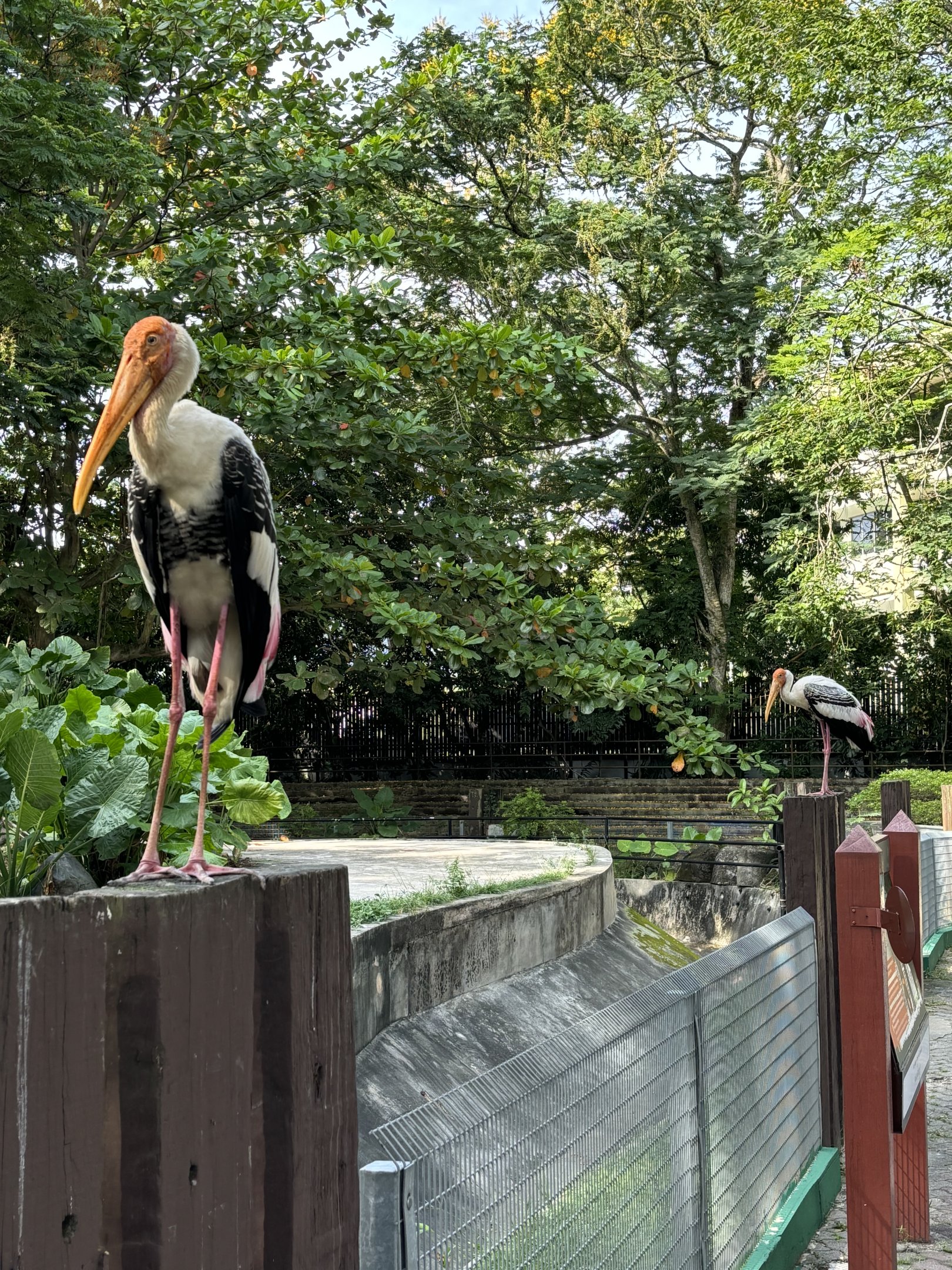 Wild Storks (very close!)