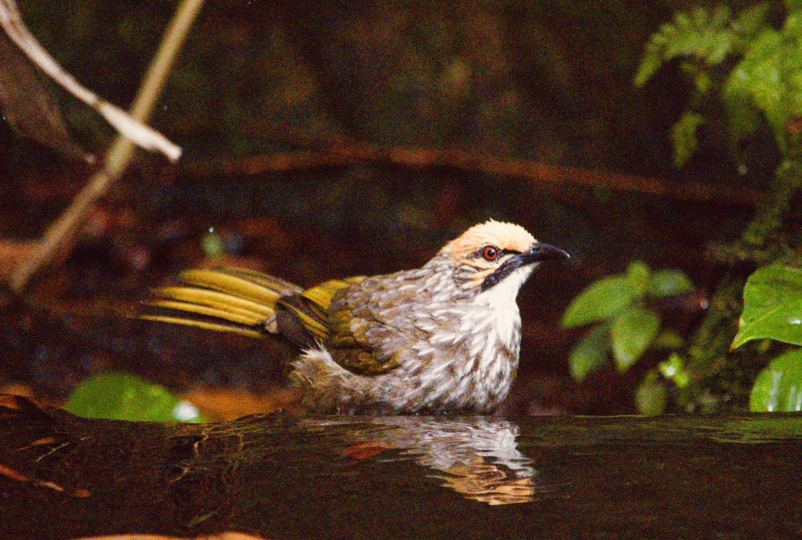 Wild Straw-headed Bulbul (Pycnonotus zeylanicus)