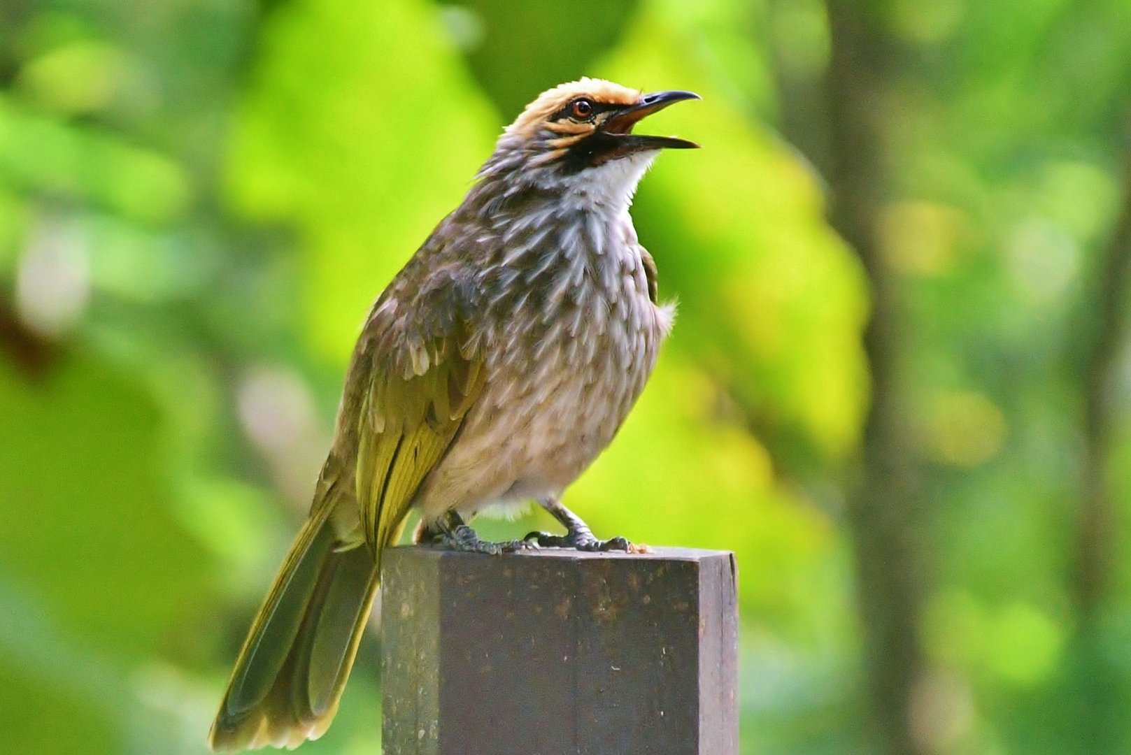 Wild Straw-headed Bulbul (Pycnonotus zeylanicus)