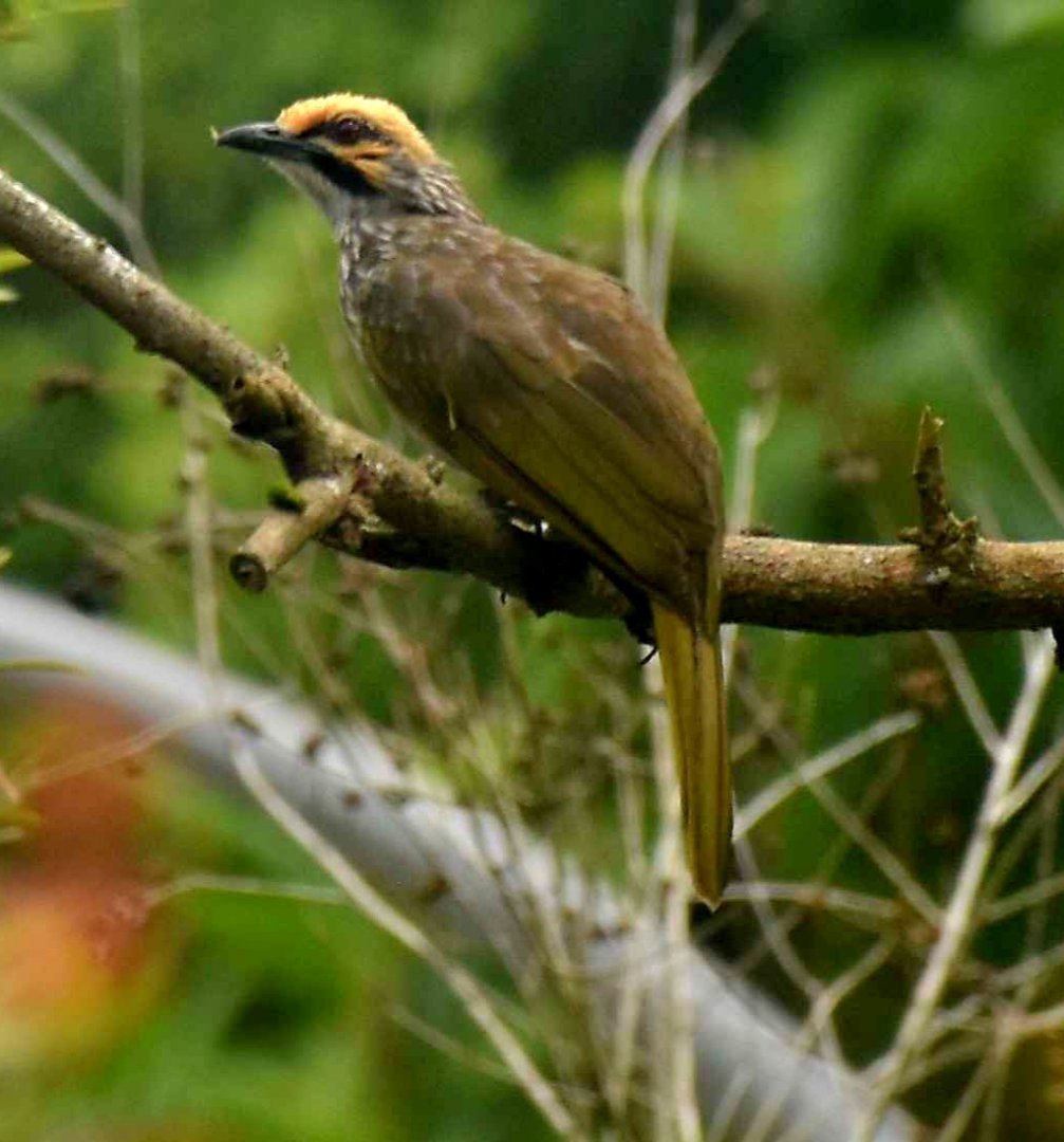 wild Straw-headed Bulbul (Pycnonotus zeylanicus)