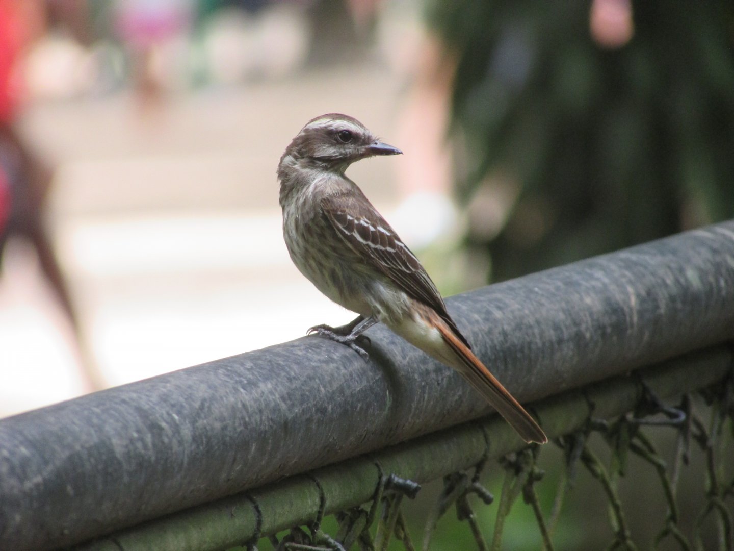 Wild streaked flycatcher