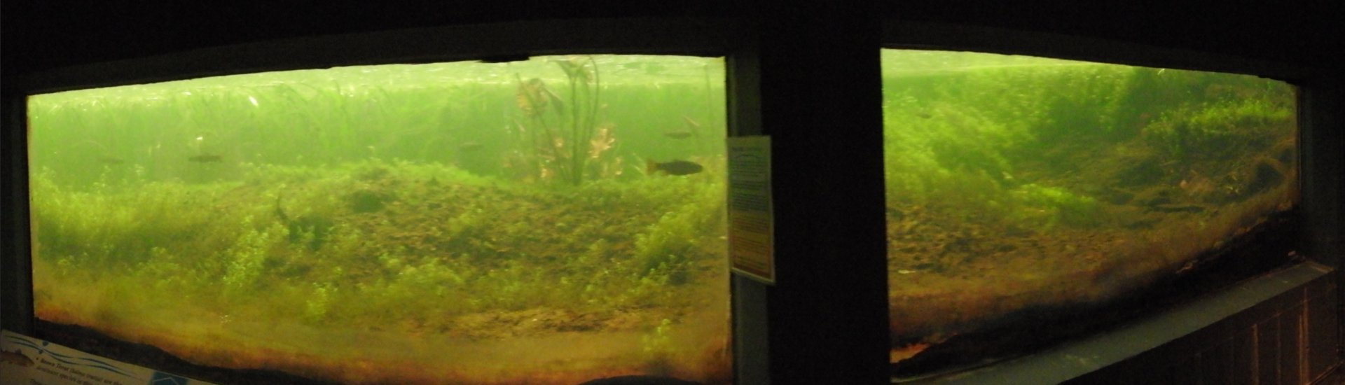 Wild Stream Tank panorama