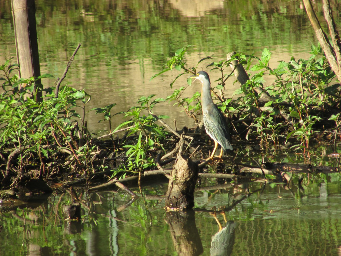 Wild striated heron