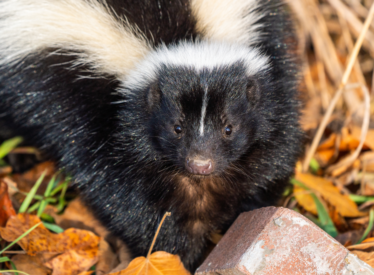 Wild Striped Skunk