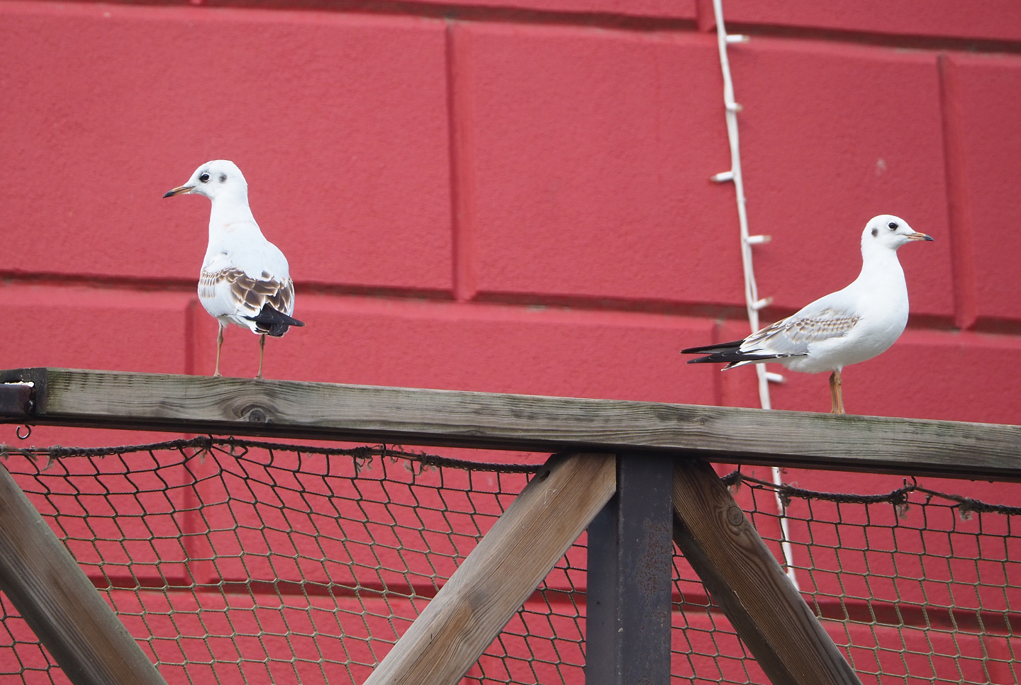Wild subadult Black-headed gulls (Chroicocephalus ridibundus), 2022-09-15