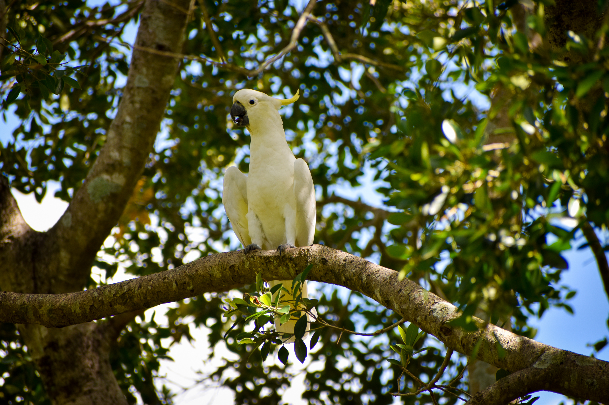 wild - Sulphur-crested Cockatoo (Cacatua galerita)