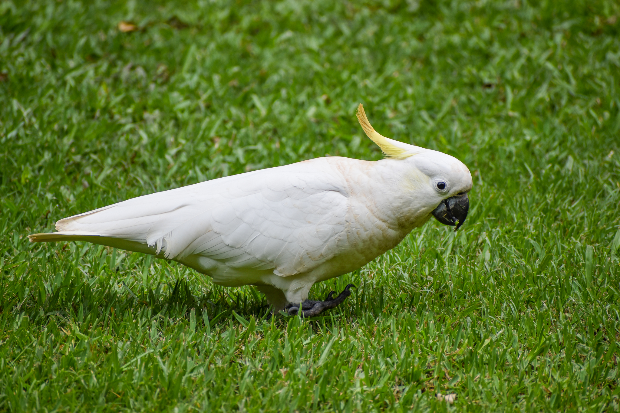 wild - Sulphur-crested Cockatoo