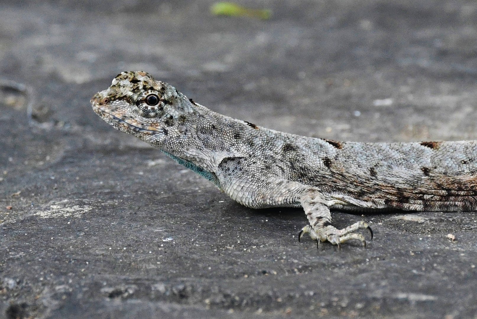 Wild Sumatran Flying Dragon (Draco sumatranus)