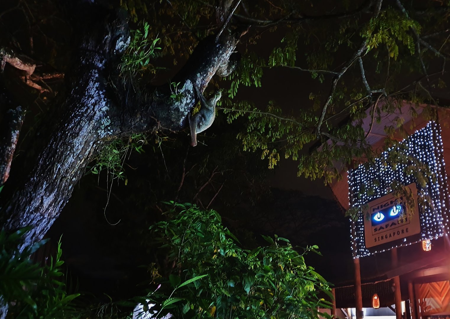 Wild Sunda Colugo at the Night Safari's entrance