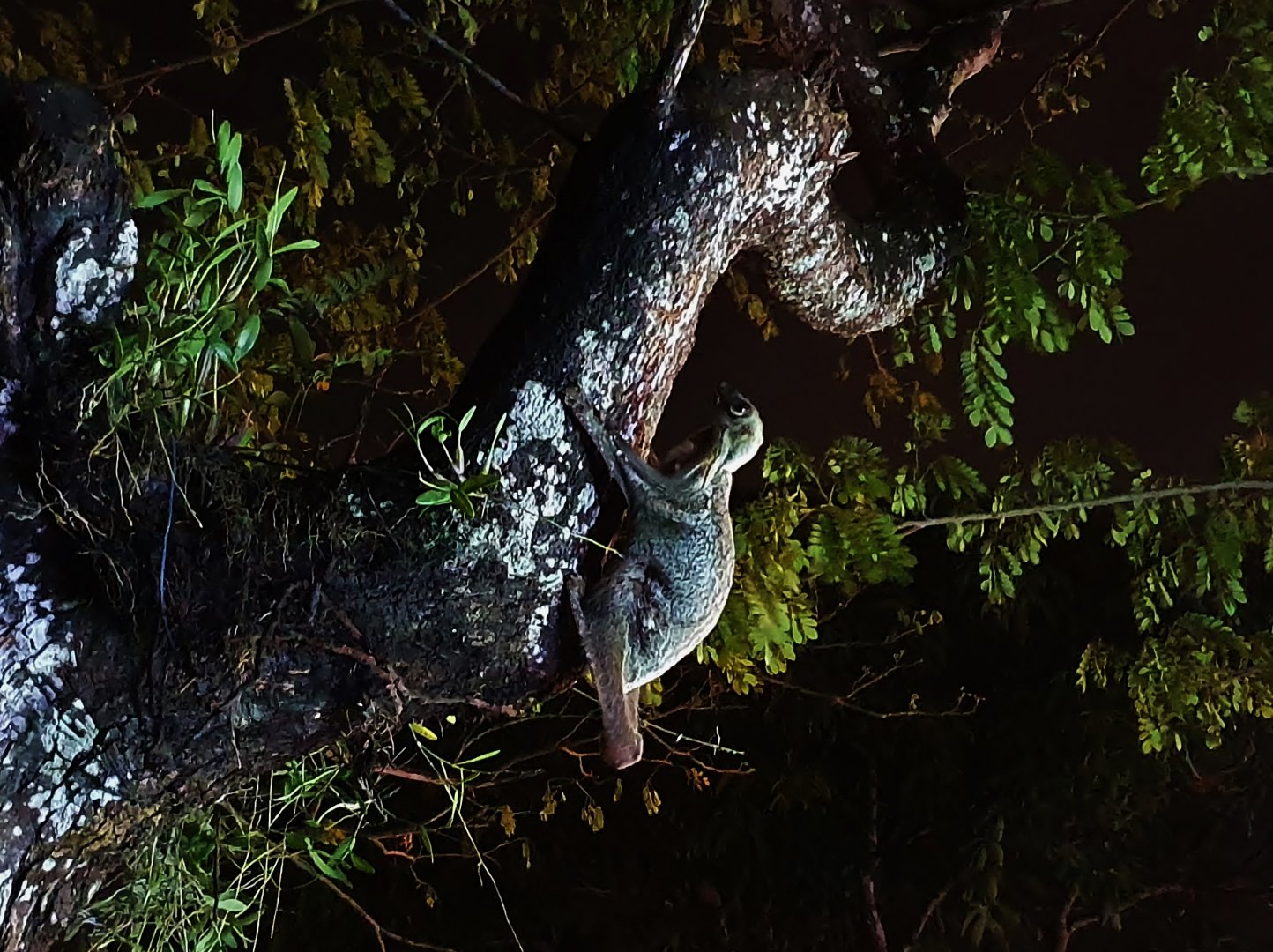 Wild Sunda Colugo at the Night Safari's entrance