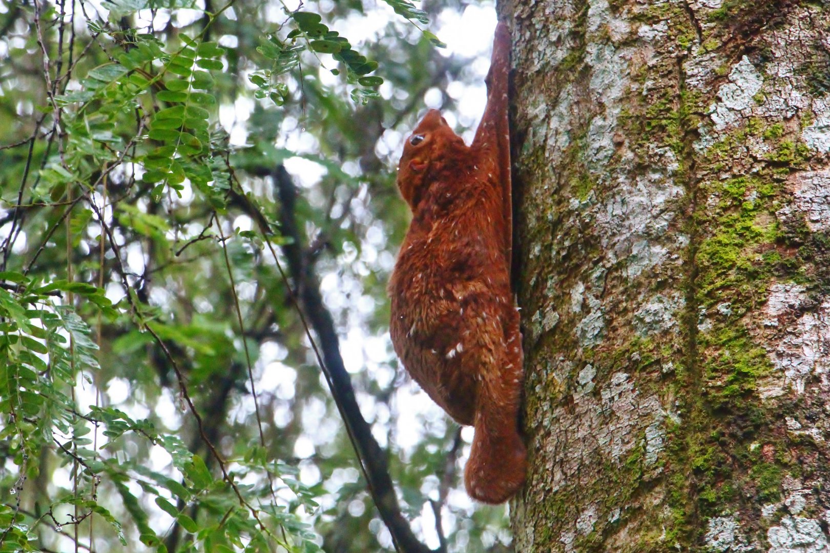 Wild Sunda Colugo (Galeopterus variegatus)