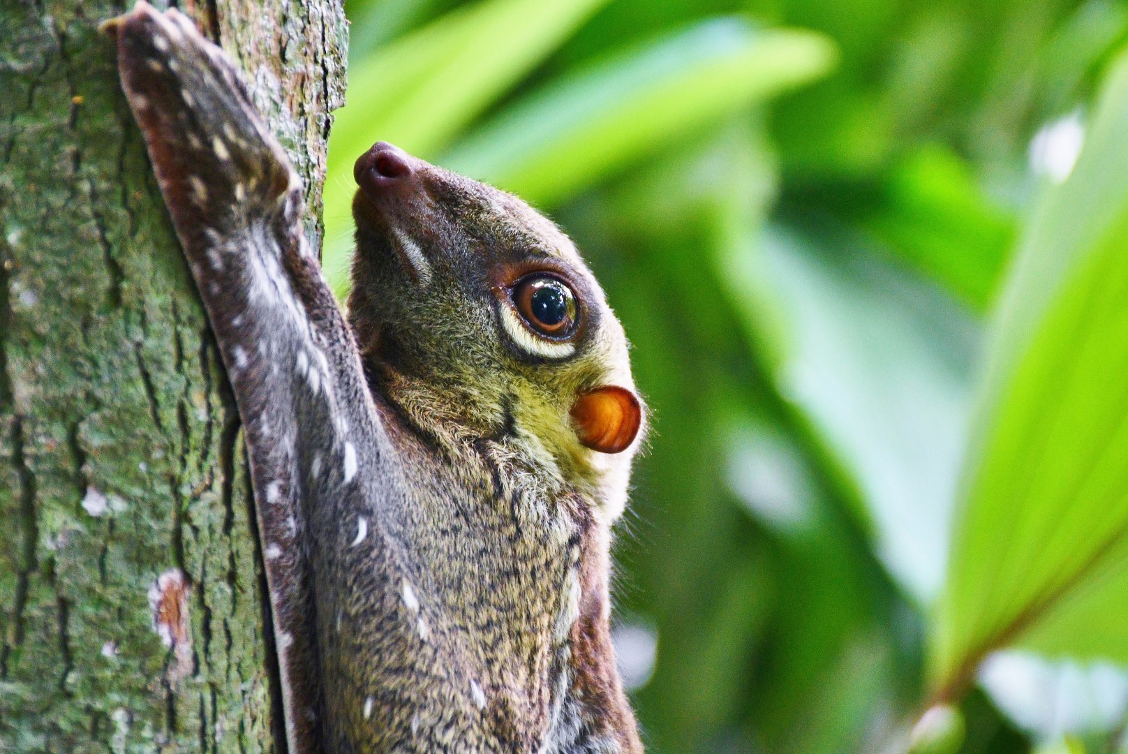 Wild Sunda Colugo (Galeopterus variegatus)