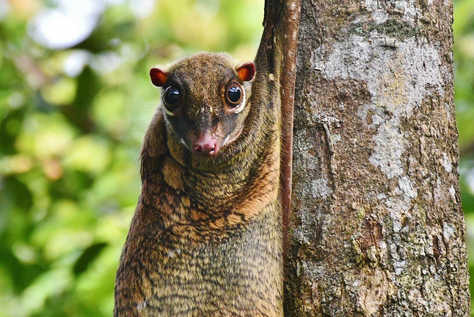 Wild(?) Sunda Colugo (Galeopterus variegatus)