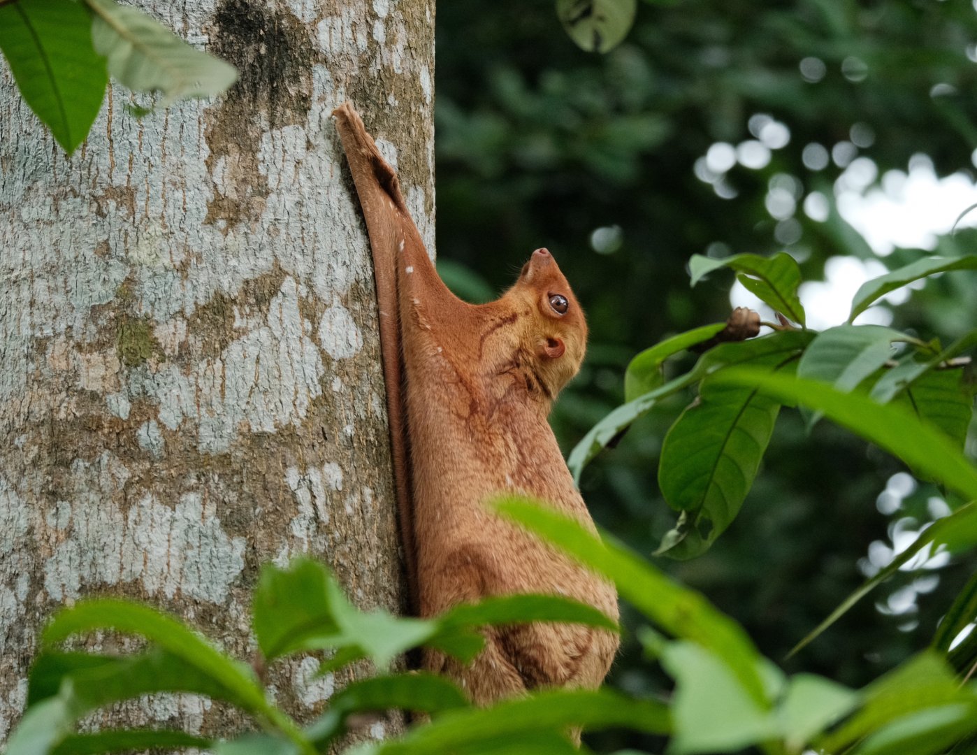 Wild Sunda Colugo (Galeopterus variegatus)