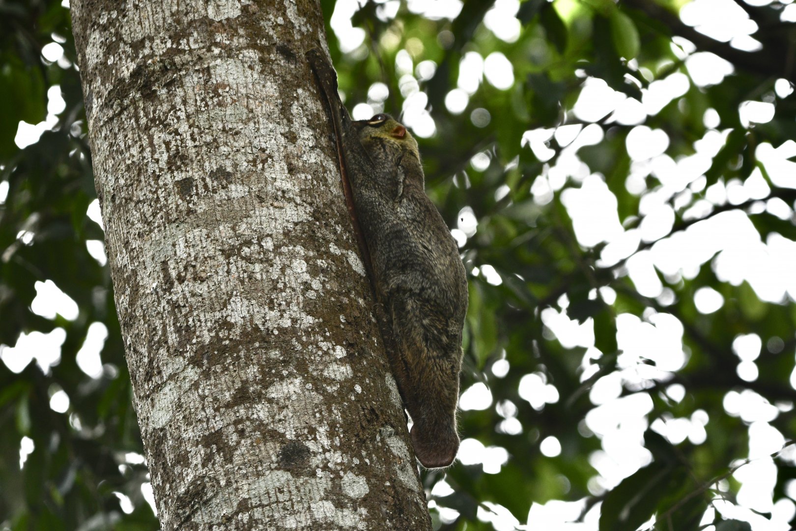Wild Sunda Colugo ~ Reptile Garden