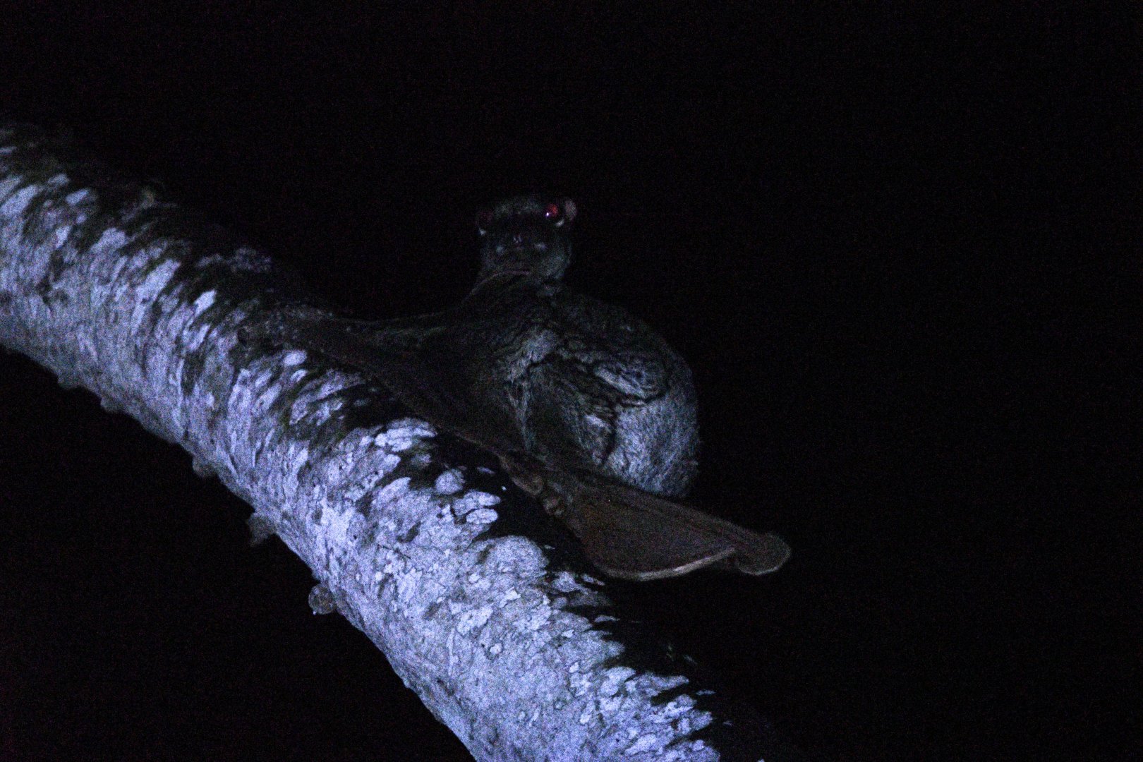 Wild Sunda Colugo ~ Tasmanian Devil Trail