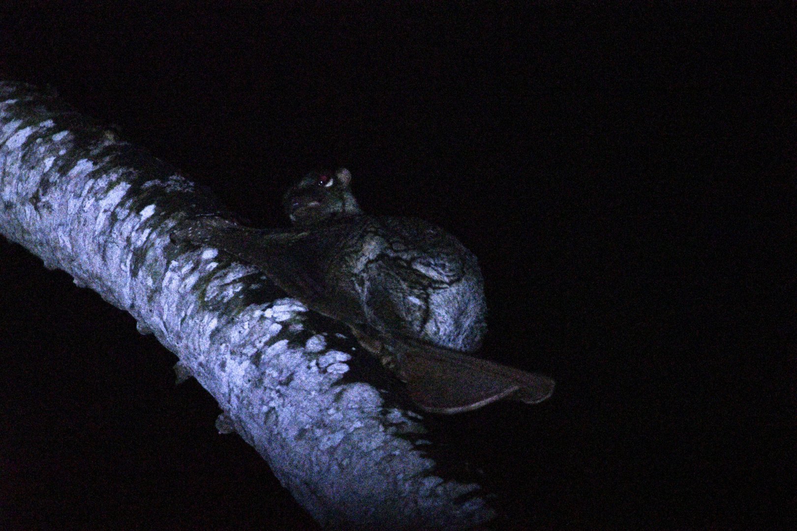 Wild Sunda Colugo ~ Tasmanian Devil Trail