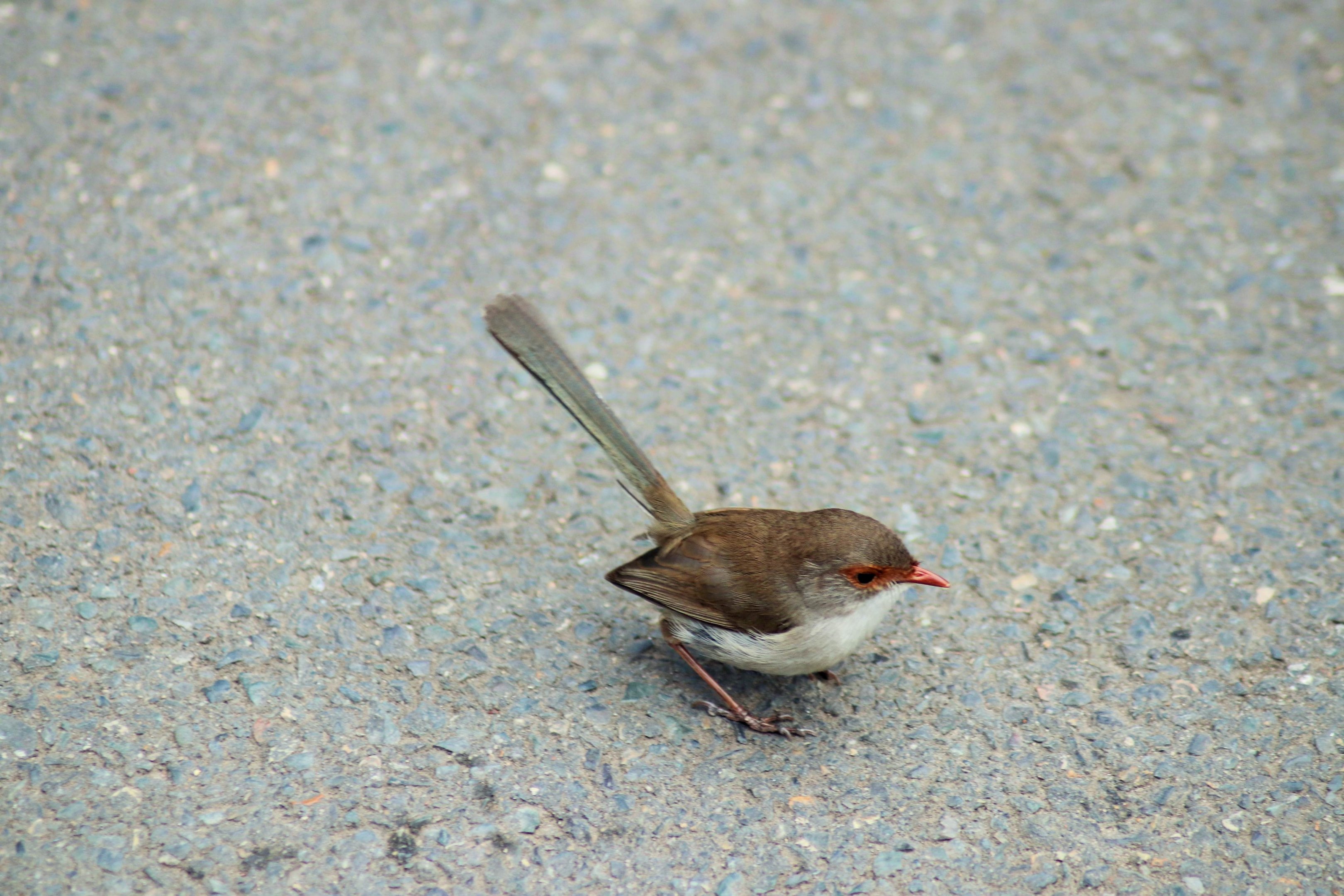 Wild Superb Fairywren (Malurus cyaneus)- Female