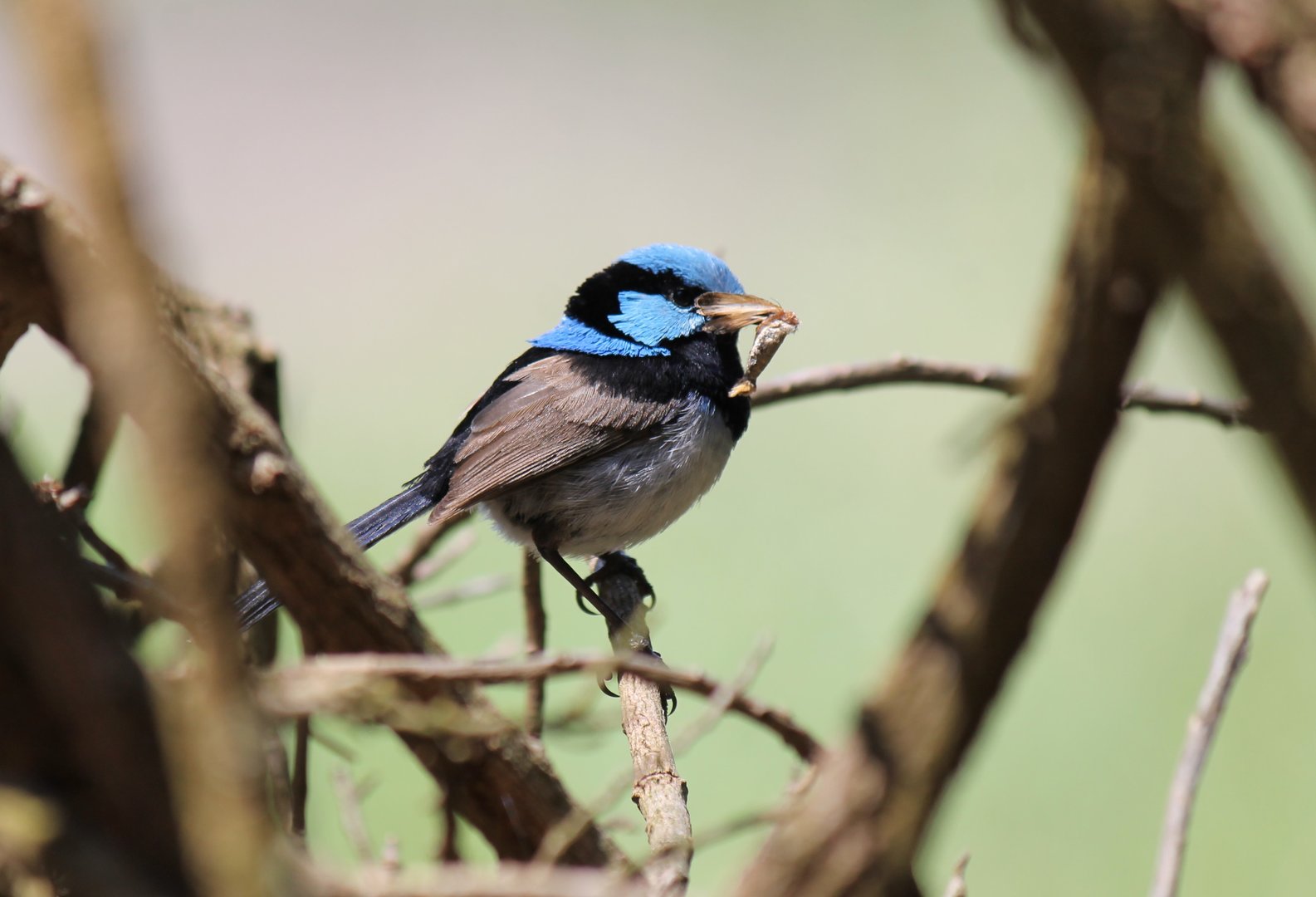 Wild Superb Fairywren