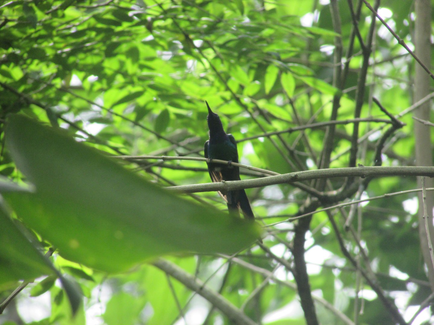 Wild swallow-tailed hummingbird