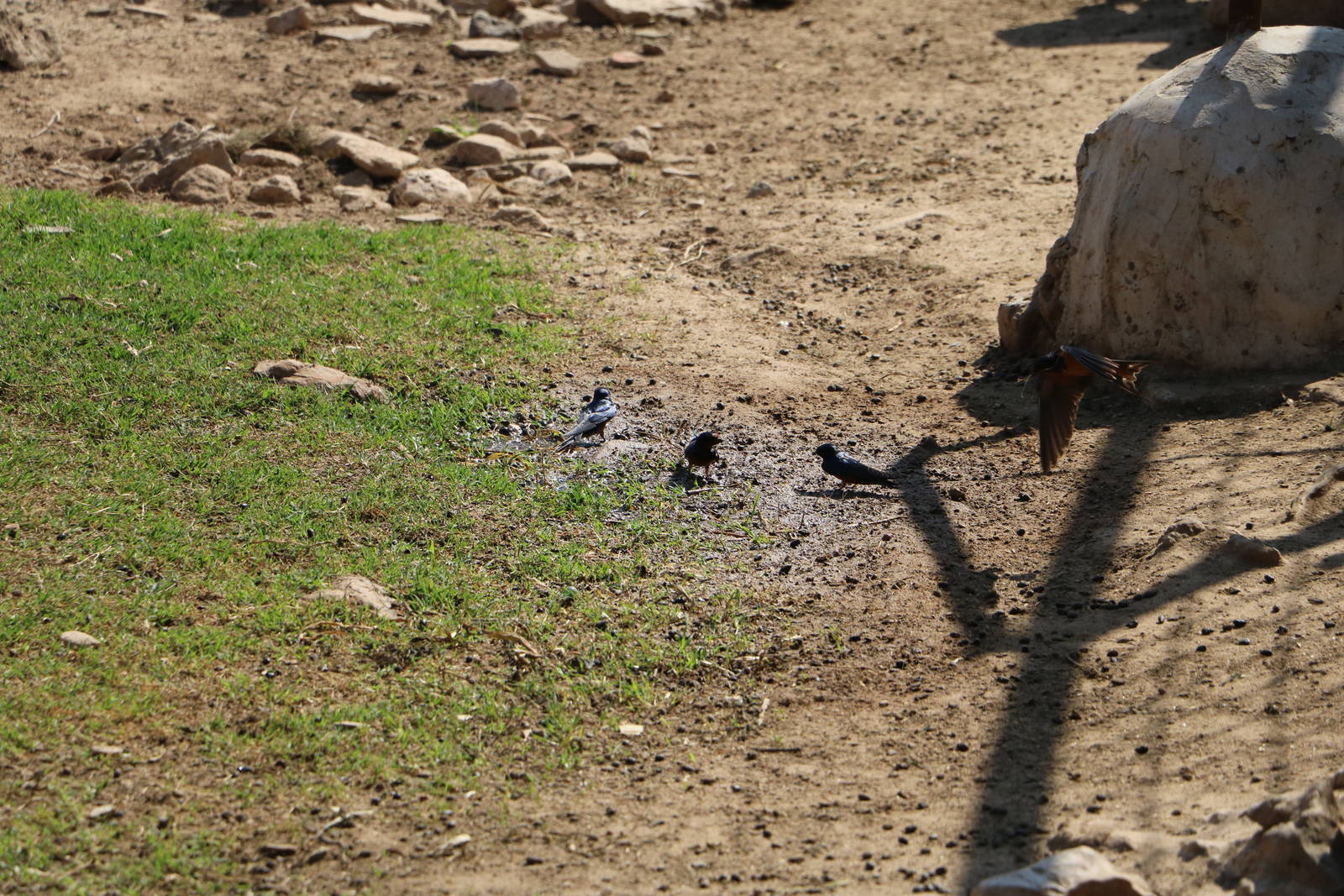 Wild swallows, February 2016
