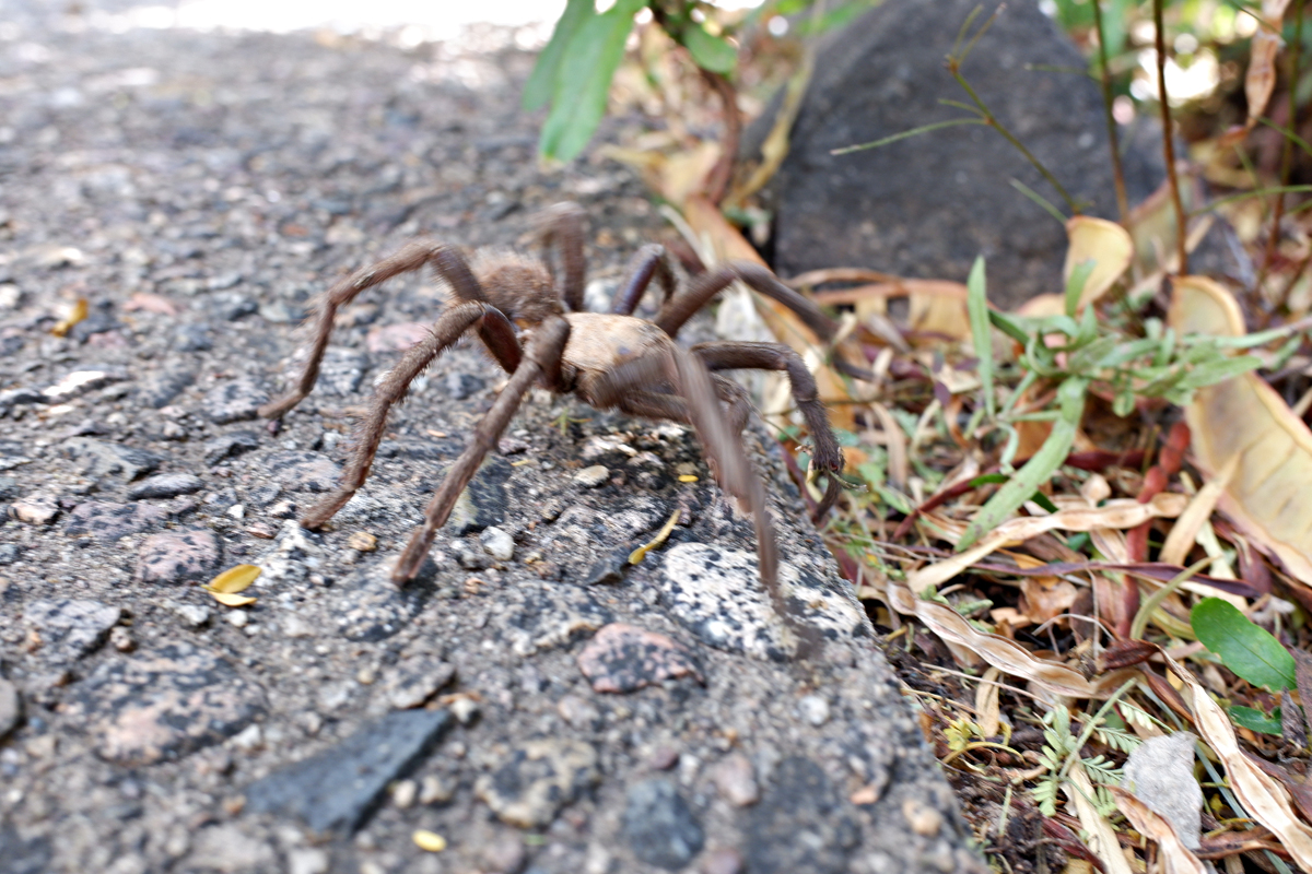 wild tarantula on path