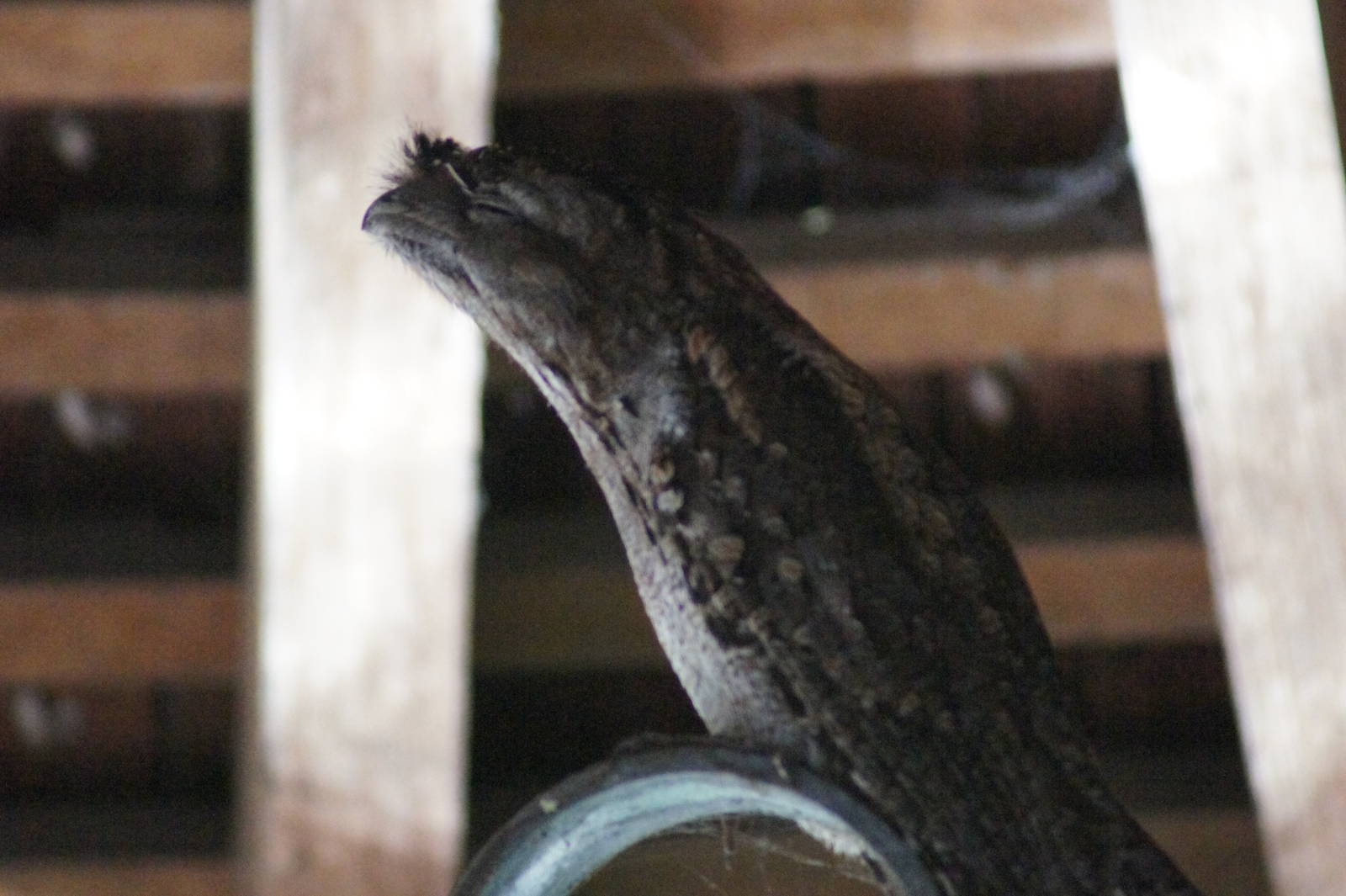 Wild tawny frogmouth