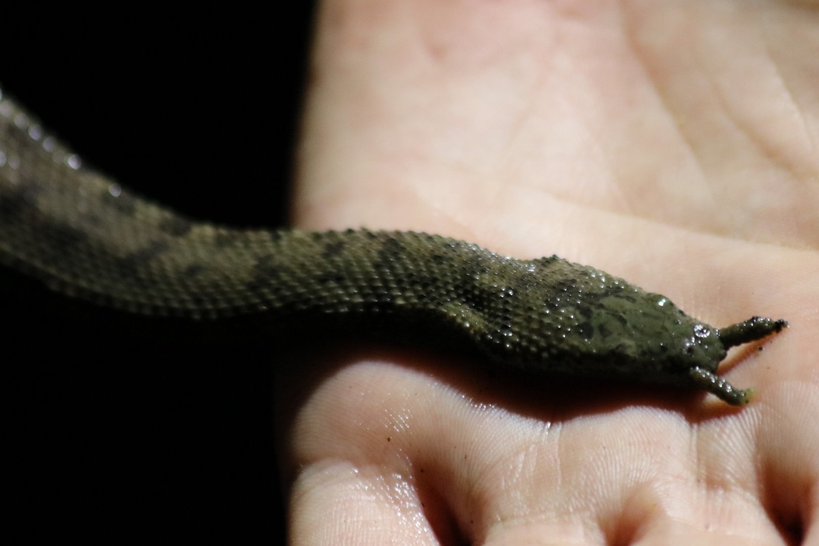 Wild Tentacled Snake