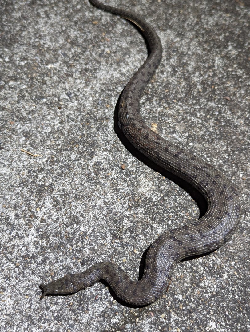 Wild Tentacled Snake