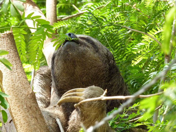 Wild three-toed sloth