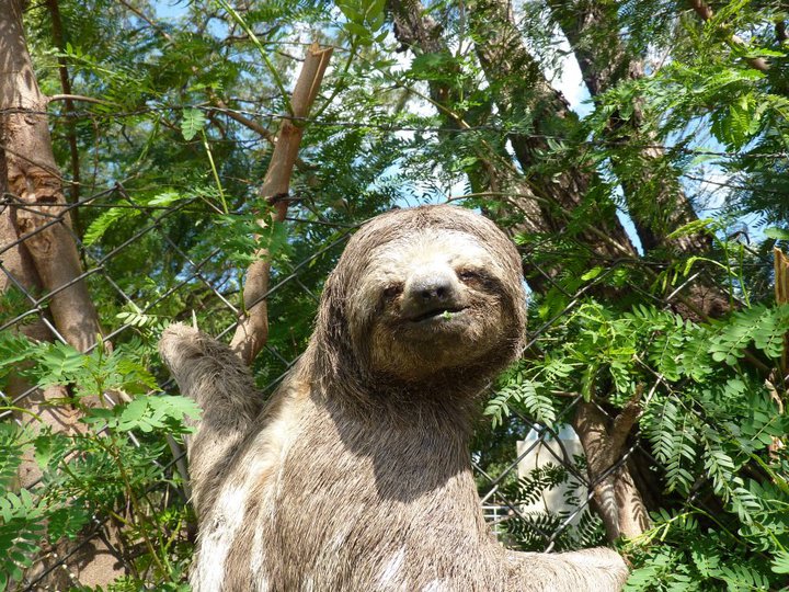 Wild three-toed sloth