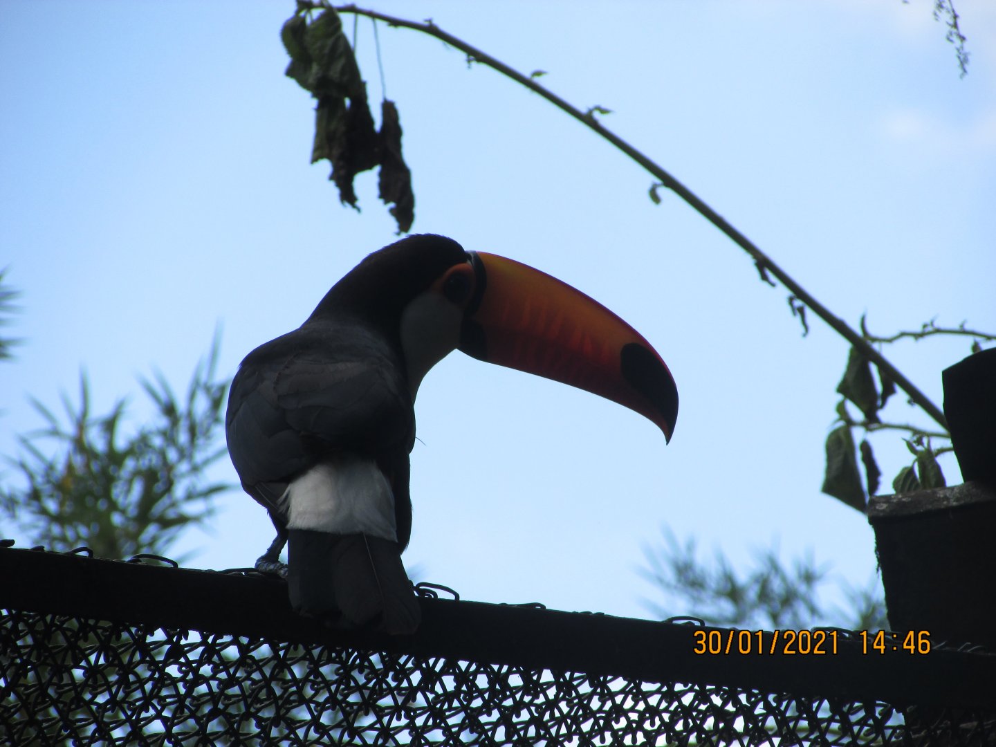 Wild toco toucan