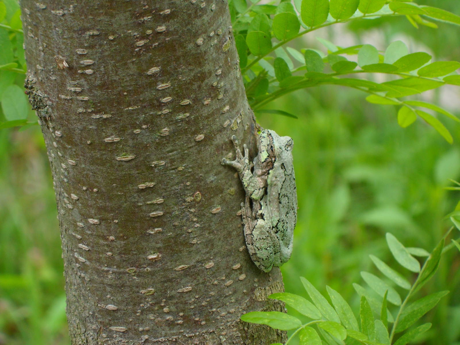 Wild Tree Frog