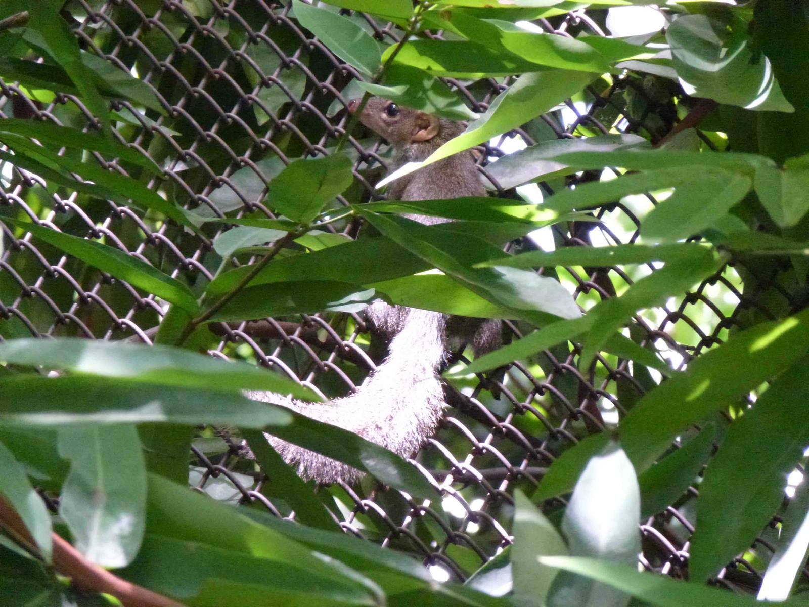 Wild tree shrew, July 2013.
