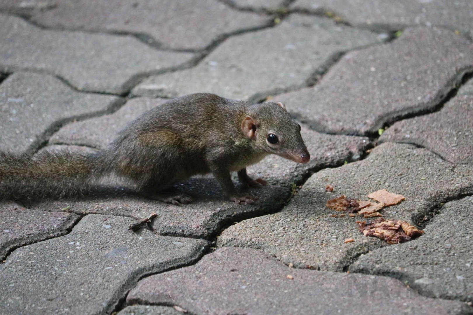 Wild treeshrew, June 2016