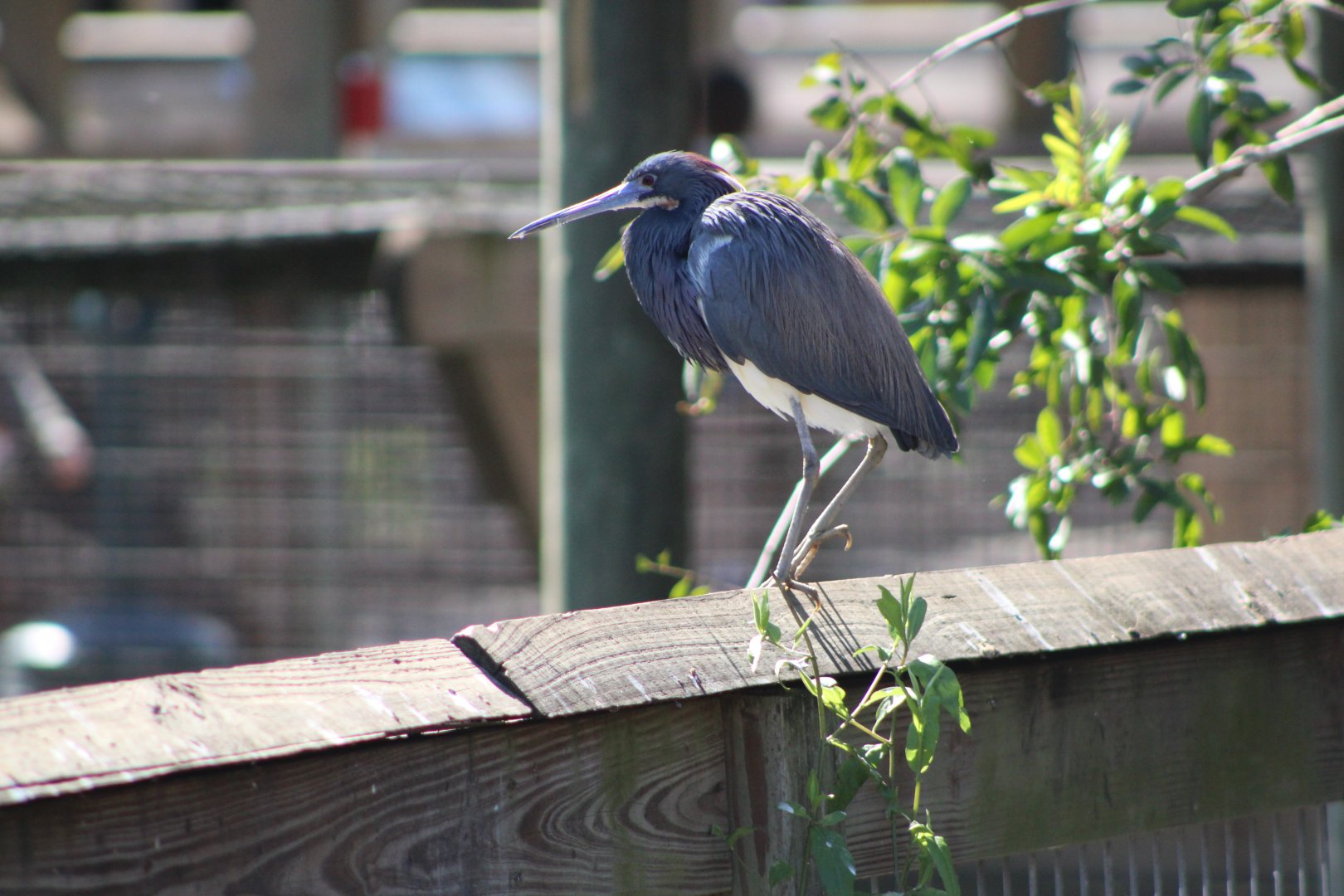 (Wild) Tricolored Heron (Egretta tricolor)