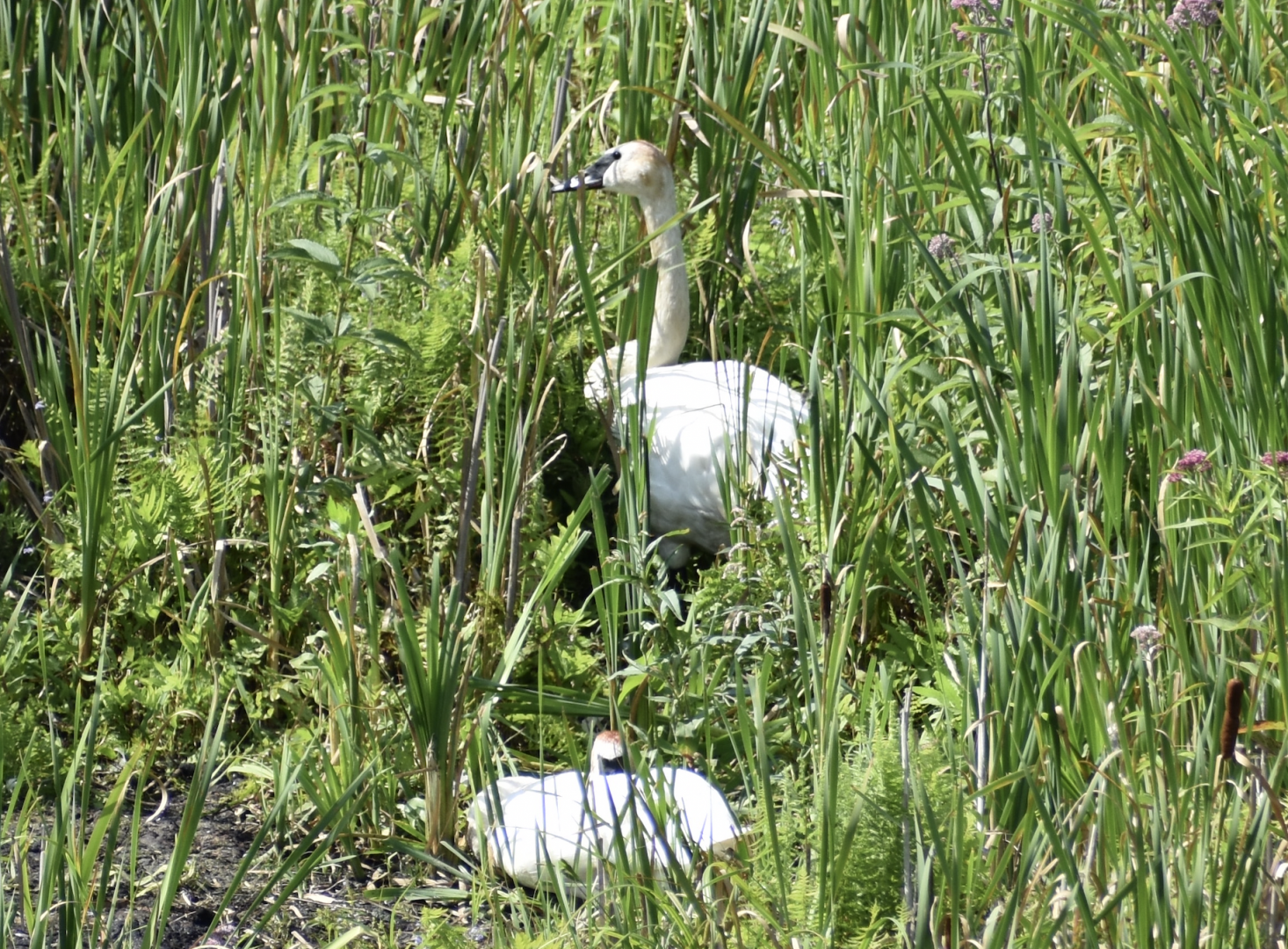 Wild Trumpeter Swan ~ Minnesota Zoo
