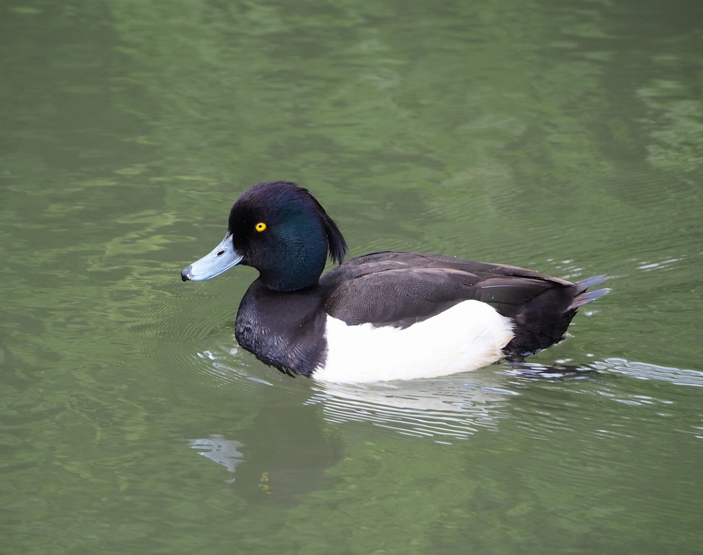 Wild Tufted duck (Aythya fuligula), 2023-05-16