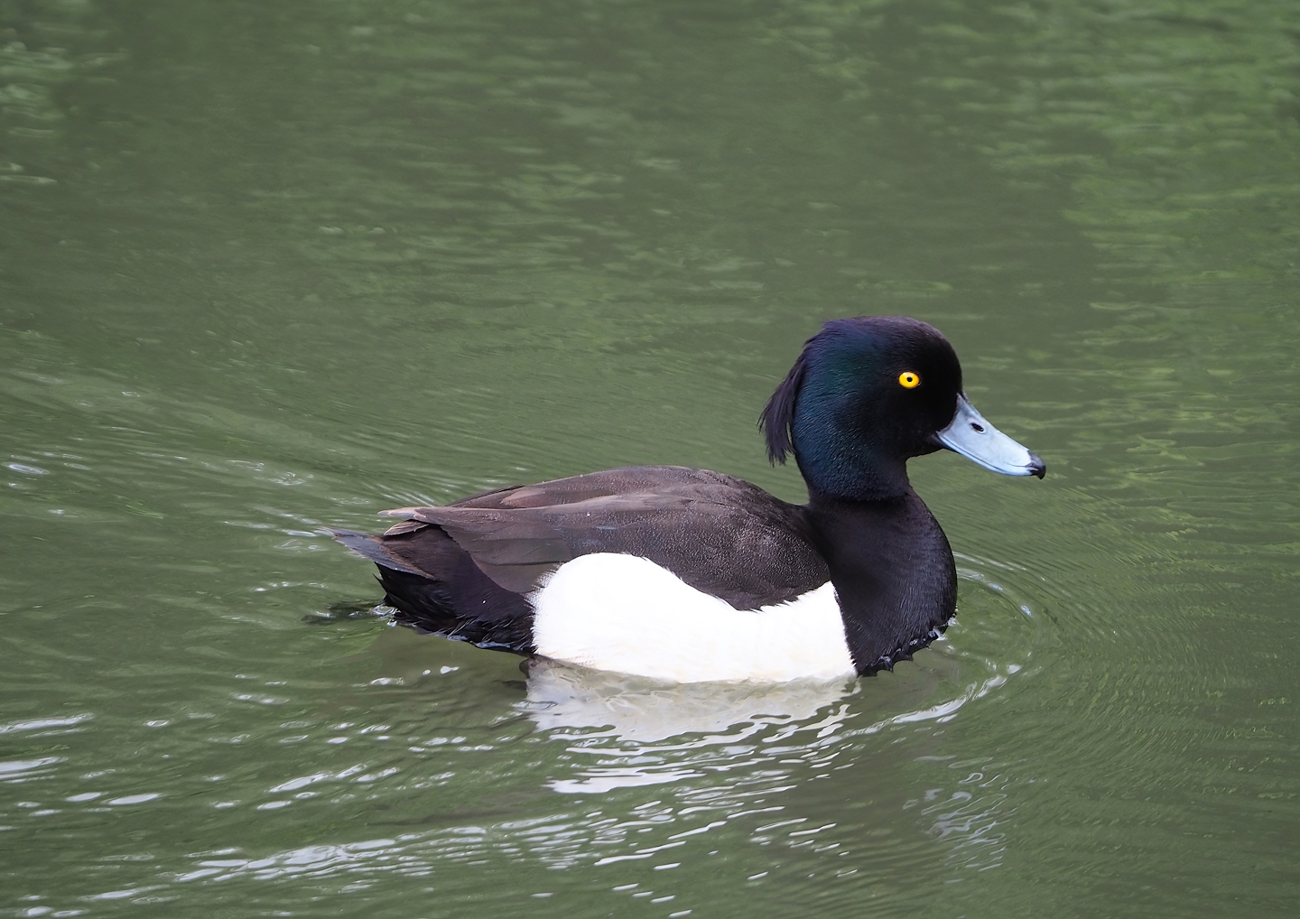 Wild Tufted duck (Aythya fuligula), 2023-05-16