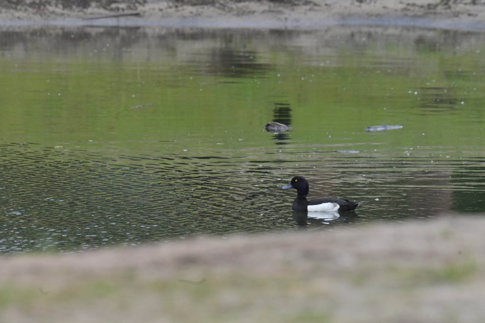 Wild Tufted duck (Aythya fuligula)