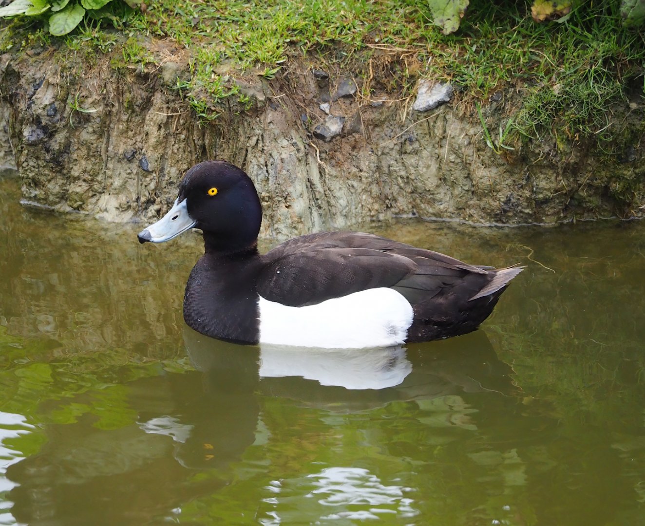 Wild tufted duck drake (Aythya fuligula), 2023-05-15