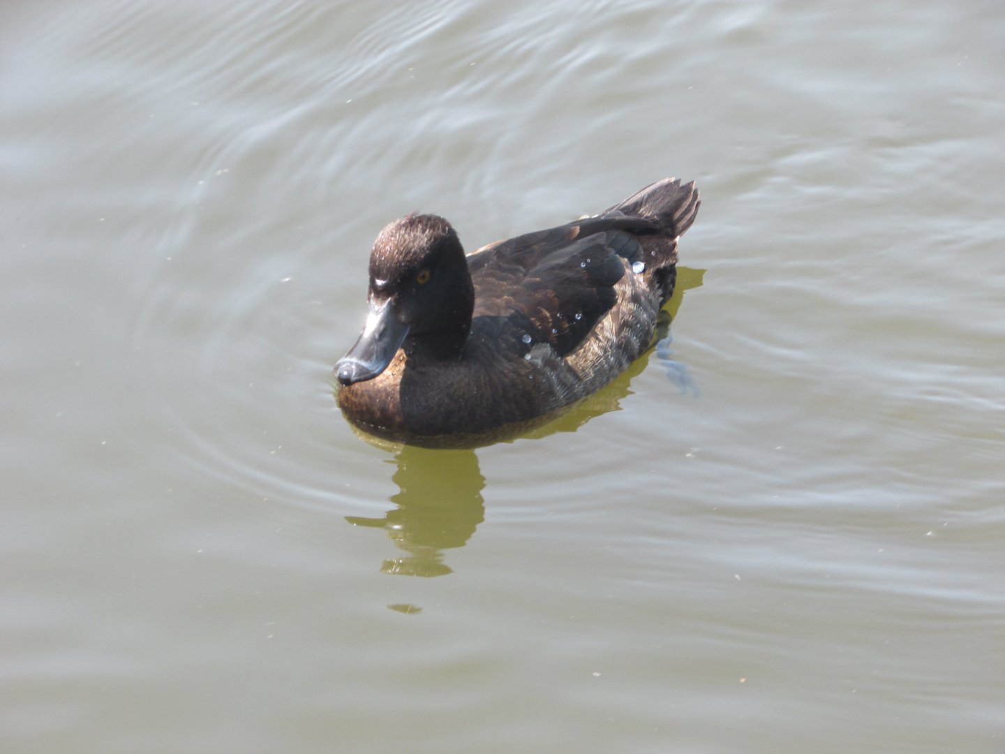 Wild tufted duck hen