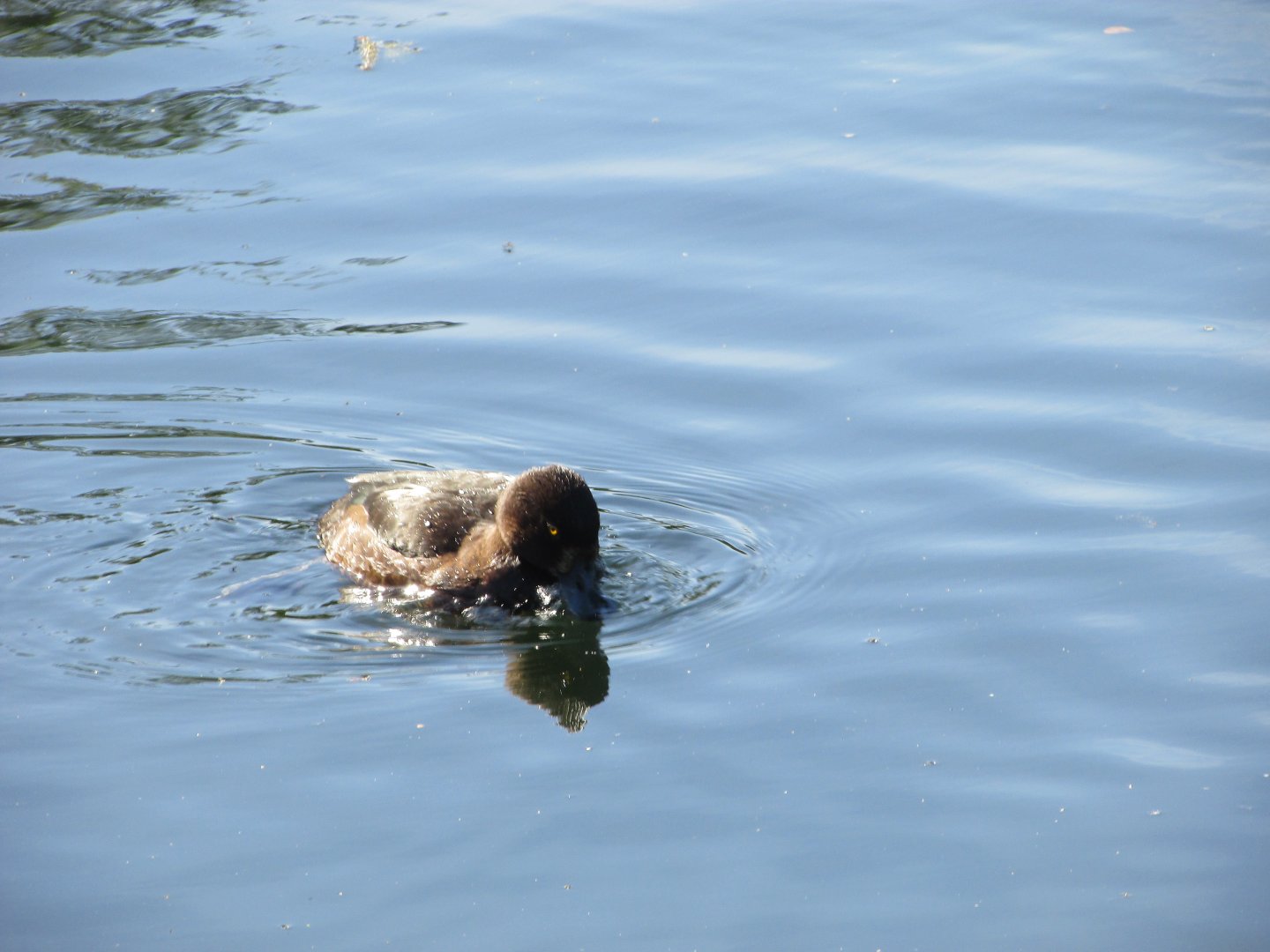 Wild tufted duck