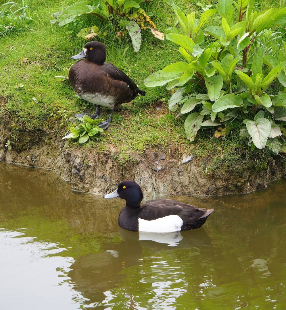 Wild tufted ducks (Aythya fuligula), 2023-05-15
