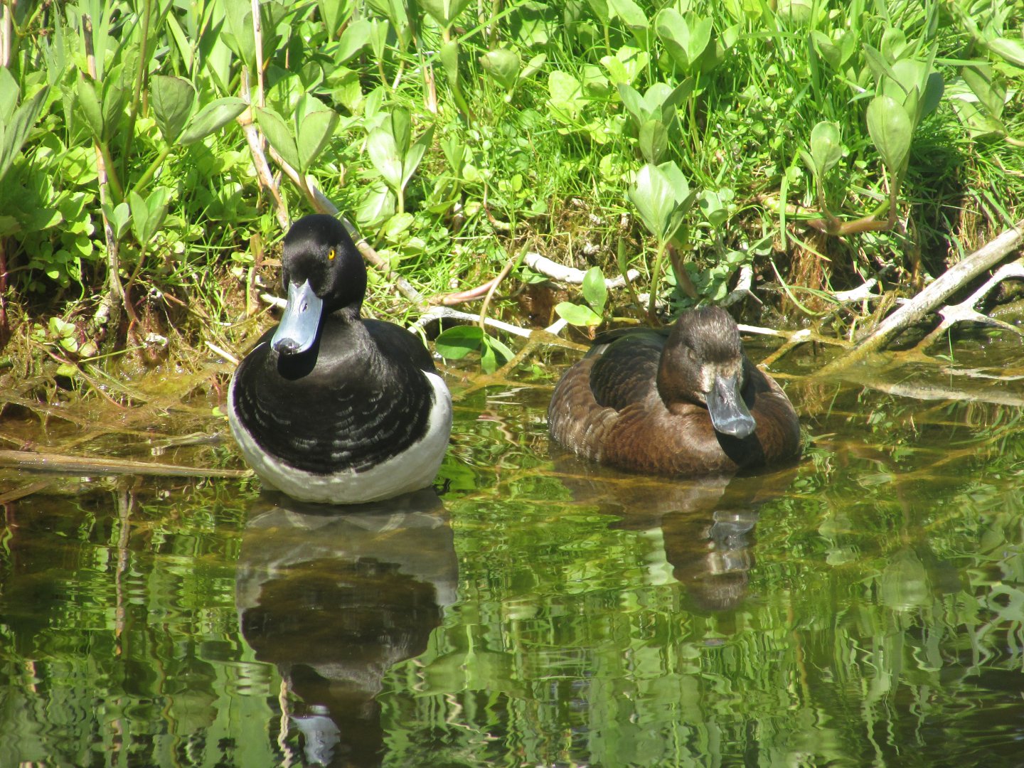 Wild tufted ducks