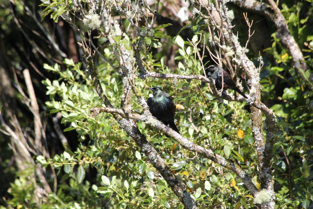 Wild Tui (Prosthemadera novaeseelandiae) pair
