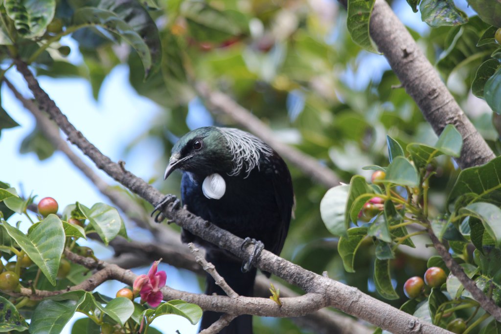 Wild Tui